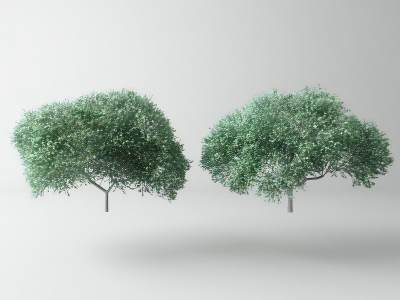现代景观树