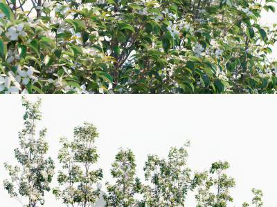 现代景观树