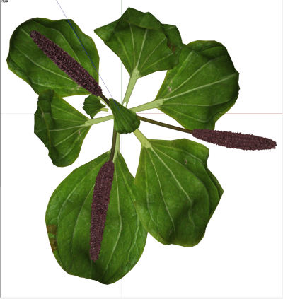 植物组合