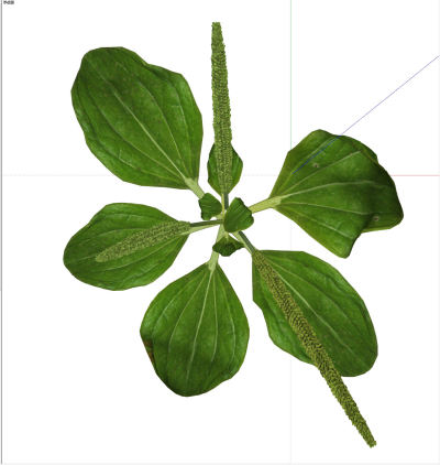 植物组合
