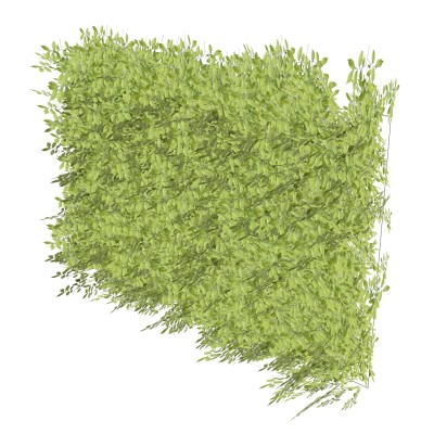 植物墙