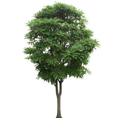 【免扣素材】交让木免扣贴图