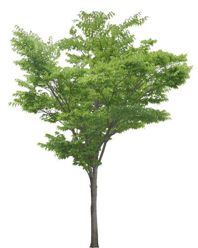 【免扣素材】光叶榉树免扣贴图