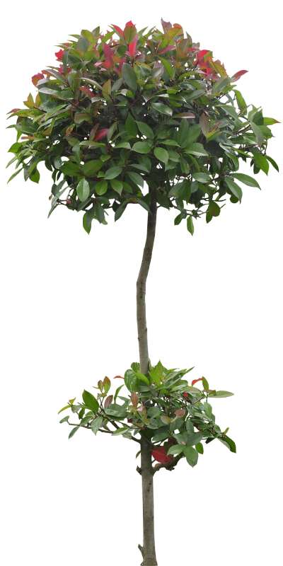 【免扣素材】光叶石楠免扣贴图