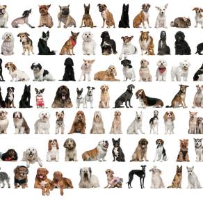 【免扣素材】可爱宠物狗动物PSD素材