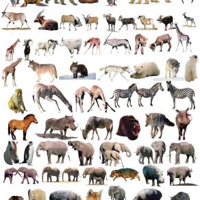 【免扣素材】各种动物大全PSD素材