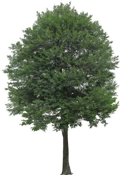 【免扣素材】合欢树免扣贴图