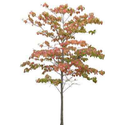 【免扣素材】多花狗木免扣贴图