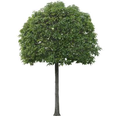 【免扣素材】大叶青冈栎免扣贴图