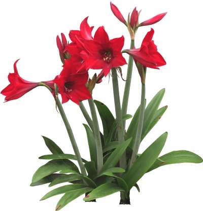 【免扣素材】孤挺花免扣贴图