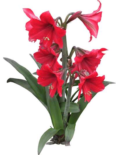 【免扣素材】孤挺花免扣贴图