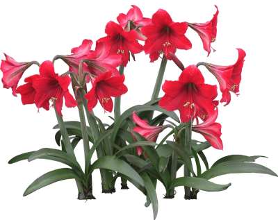 【免扣素材】孤挺花免扣贴图