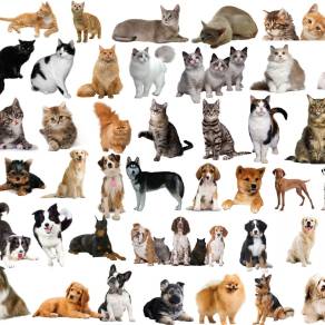 【免扣素材】宠物猫狗PSD素材