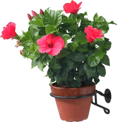 【免扣素材】扶桑(朱槿)免扣贴图