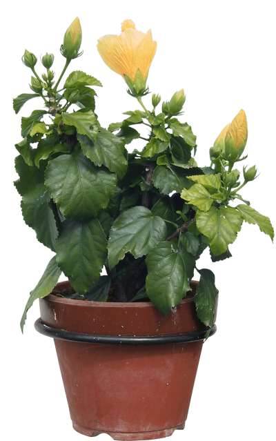 【免扣素材】扶桑(朱槿)免扣贴图