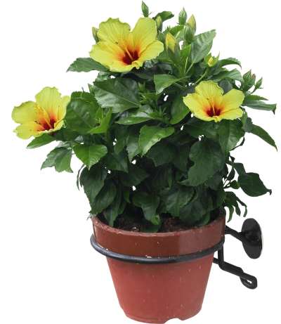 【免扣素材】扶桑(朱槿)免扣贴图