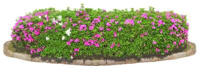 【免扣素材】杜鹃免扣贴图