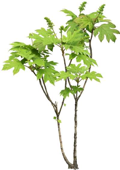 【免扣素材】枥叶雪片八仙免扣贴图