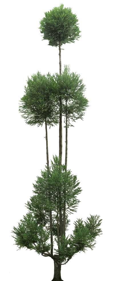 【免扣素材】柳杉免扣贴图