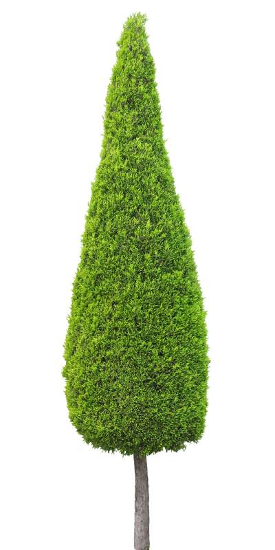 【免扣素材】桧柏免扣贴图