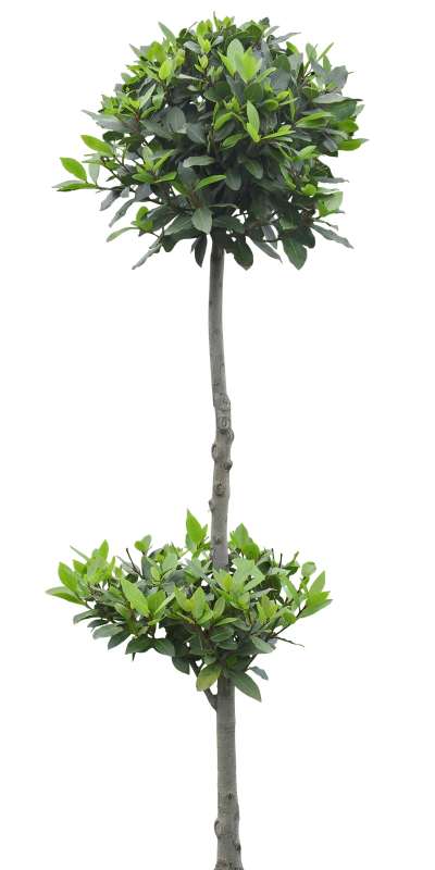 【免扣素材】灌木月桂树免扣贴图