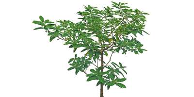 【免扣素材】灌木结香免扣贴图