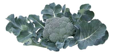 【免扣素材】草丛花卉鲜花免扣贴图