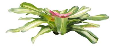 【免扣素材】草丛花卉鲜花免扣贴图