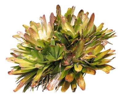 【免扣素材】草丛花卉鲜花免扣贴图