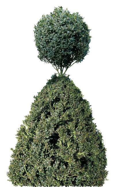 【免扣素材】草丛花卉鲜花免扣贴图