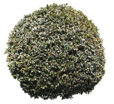 【免扣素材】草丛花卉鲜花免扣贴图