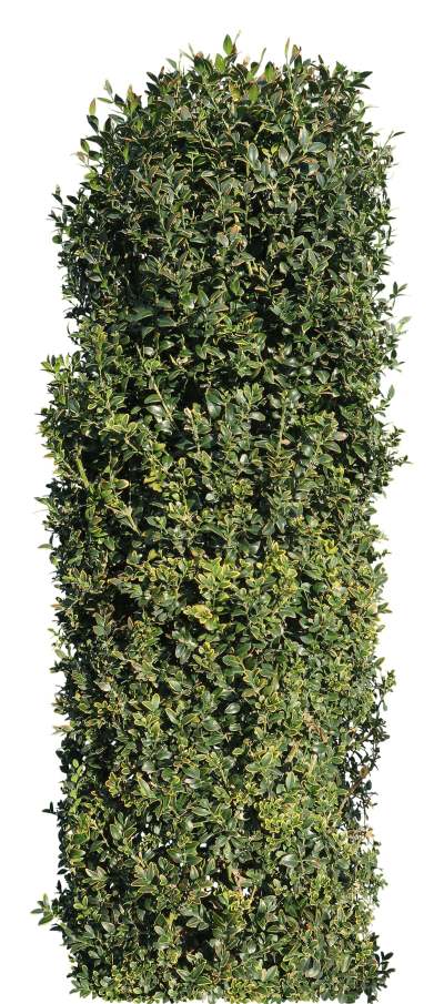 【免扣素材】草丛花卉鲜花免扣贴图