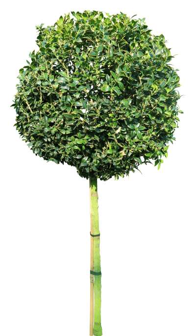 【免扣素材】草丛花卉鲜花免扣贴图