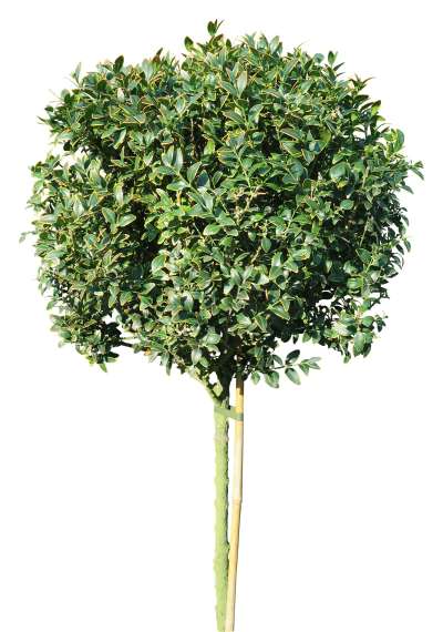 【免扣素材】草丛花卉鲜花免扣贴图