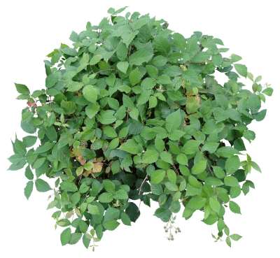 【免扣素材】草丛花卉鲜花免扣贴图