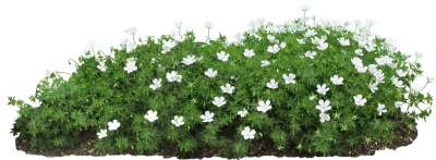 【免扣素材】风露草免扣贴图