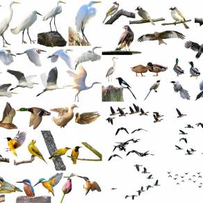 【免扣素材】鸟类PSD素材