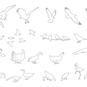 【免扣素材】鸟类线稿风素材PSD