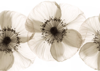 现代植物图案壁纸