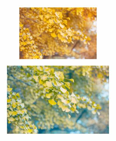 PS动作温暖琥珀色暖色调旅拍滤镜预设