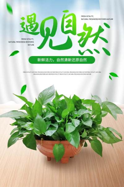 室内净化空气绿萝绿植装饰美化去甲醛植物
