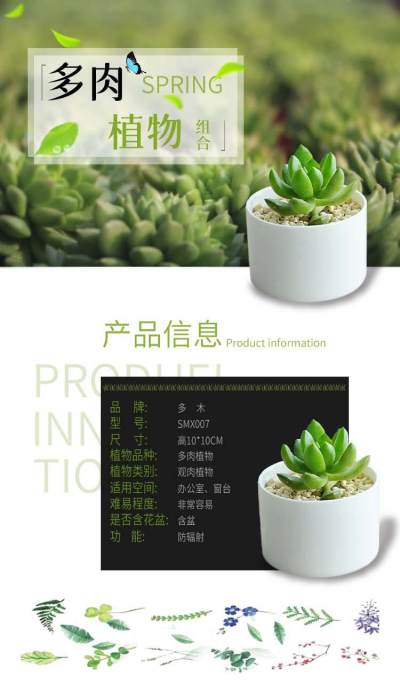 多肉植物清晰风格详情页