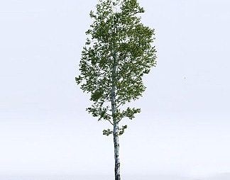 现代桦树3D模型下载