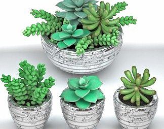 现代多肉植物3D模型下载
