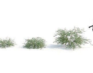 现代灌木3D模型下载
