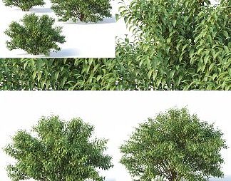 现代灌木3D模型下载