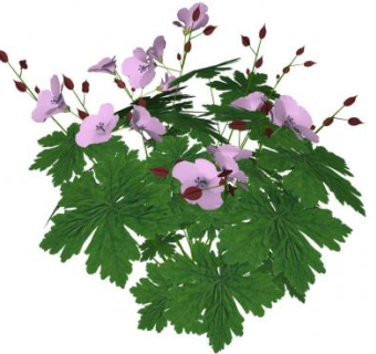 老鹳草植物SU模型下载_sketchup草图大师SKP模型