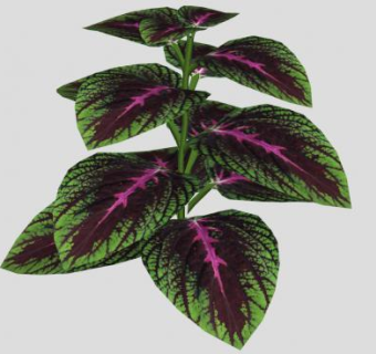 彩叶草植物SU模型下载_sketchup草图大师SKP模型