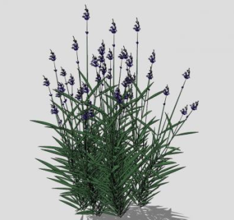 薰衣草花草植物sketchup模型下载_sketchup草图大师SKP模型