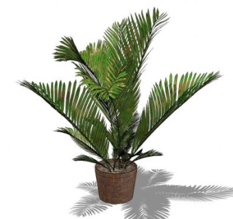 铁树景观植物SU模型下载_sketchup草图大师SKP模型